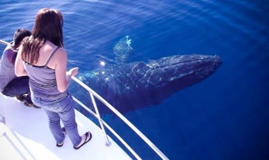 barco ver ballenas australia perth